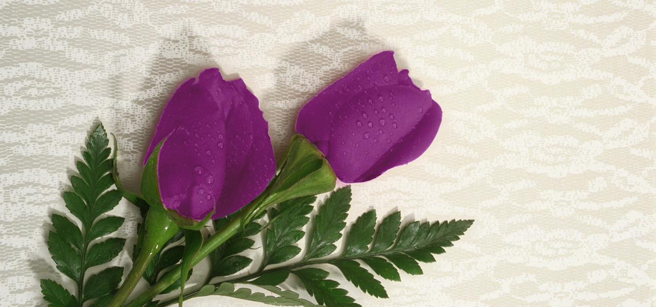 HP-AG-253 2 Roses Lavender